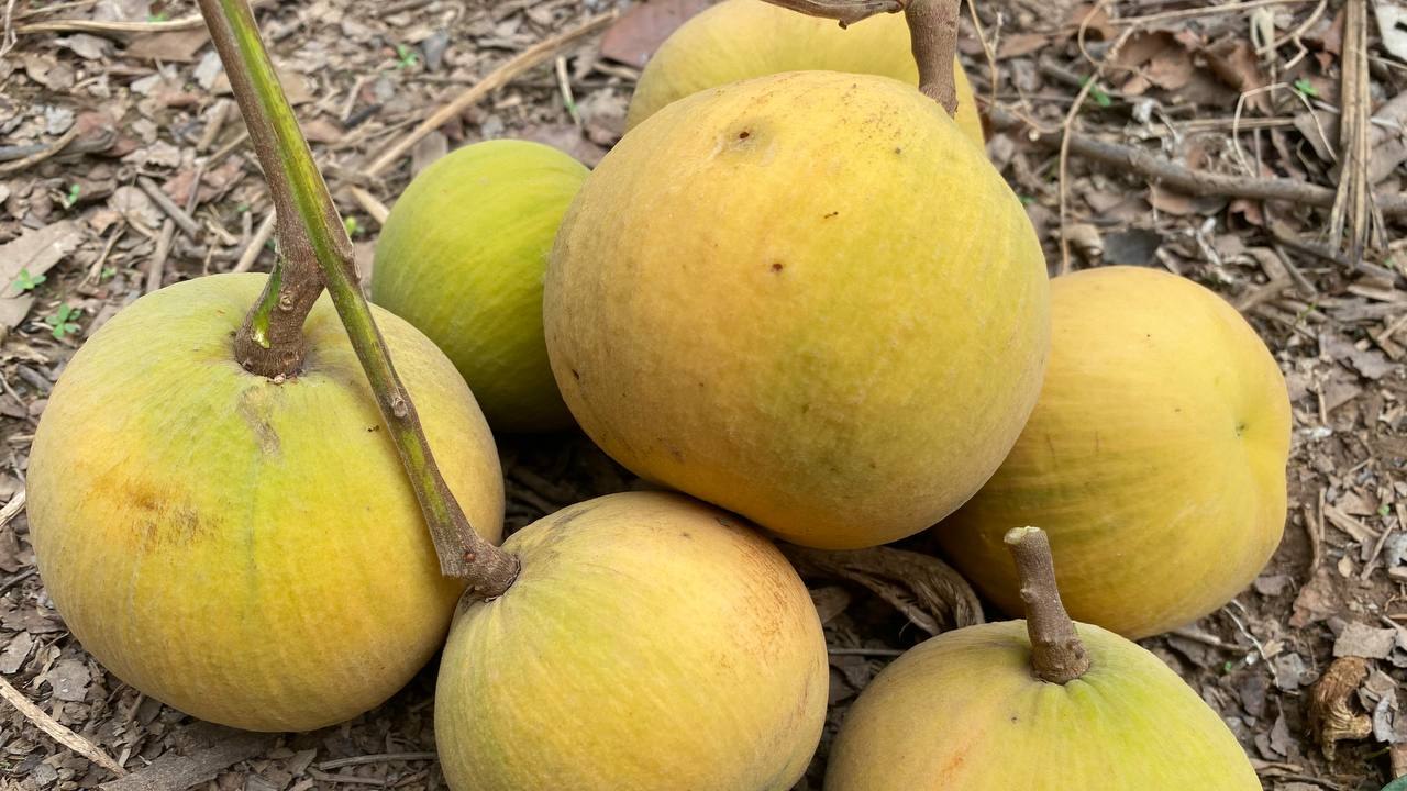 ផ្លែបំពេញរាជ្យ ជាដំណាំតាមផ្ទះដែលមានតម្រូវការទីផ្សារខ្ពស់ និងតម្លៃថ្លៃគួរសម