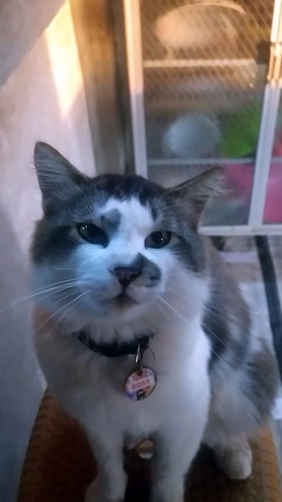 boba si kucing