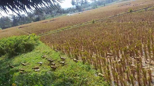 Ular mengejar kelompok bebek, Snake chasing a group of ducks, Serpent poursuivant un groupe de canards, ثعبان يطارد مجموعة من البط