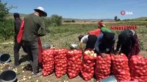 Soğanın başkentinde hasat başladı: Tarlada kilosu 7 TL