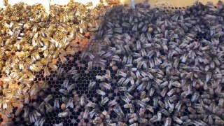 Environnement : des abeilles sur le toit de La Poste à Sainté