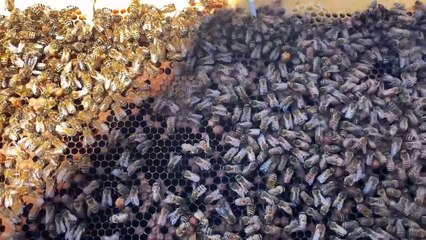 Environnement : des abeilles sur le toit de La Poste à Sainté