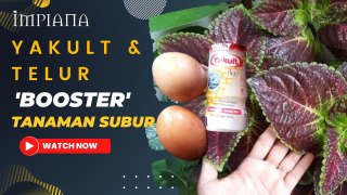 Yakult & Telur 'Booster' Tanaman Subur