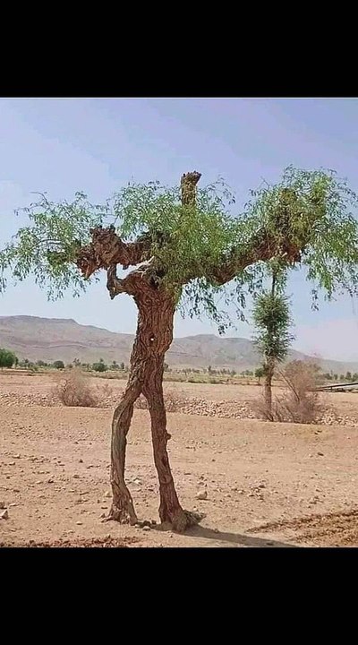ایک پینڈو ایا حضرت محمد صلی اللہ علیہ وسلم کو کہنے