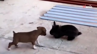 Te vas a derretir con el cachorro que cree que es un conejito y salta (Vídeo)