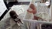 Bebé se despierta de la siesta: el perro se acerca y su reacción deja sin voz a la madre (Vídeo)