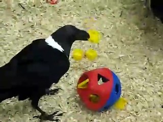 Afrika kuzgunu şekilli bulmacayı çözüyor