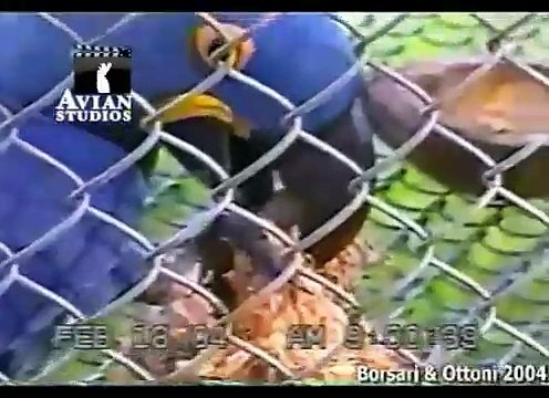 Ara papağan kurumuş bitkileri ağızındaki fındığı sabitlemek için kullanıyor