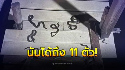 ขนลุก! สาวนอนโฮมสเตย์ริมน้ำ เจอเจ้าถิ่นดักรอหน้าบันได นับได้ถึง 11 ตัว