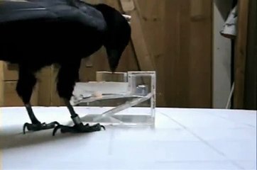 Problem çözen akıllı karga