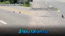 แปลกแต่จริง งูกับนก ร่วมทางข้ามถนน มิตรภาพต่างสายพันธุ์