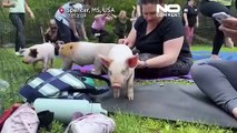 NoComment : yoga avec des chiots ? C'est dépassé - place à yoga avec des porcelets !