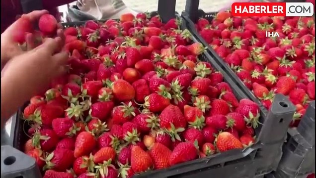 Çilek, üreticinin yüzünü güldürdü