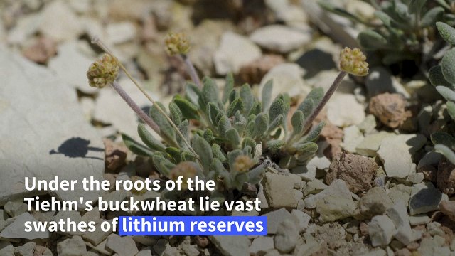 Flower or power? Campaigners fear lithium mine could kill rare plant