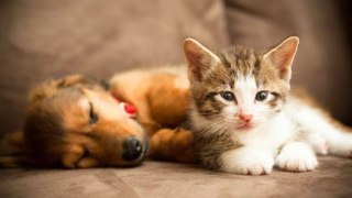 Ulysse, Uno, Nala… Voici les noms de chats et chiens les plus données en 2023