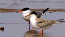 The Common Tern: Close Up HD Footage (Sterna hirundo)