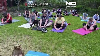 NO COMMMENT: Clases de yoga para cerditos en Massachusetts