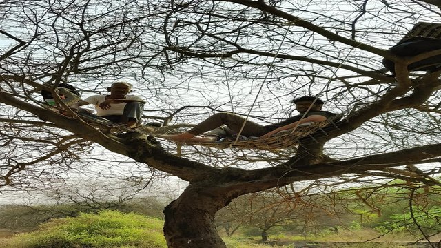 Wildlife Census In Rajasthan: जयपुर में वाटर होल पद्धति से वन्यजीव गणना शुरू, जानिए बुद्ध पूर्णिमा को ही क्यों होती है गणना, देखें वीडियो