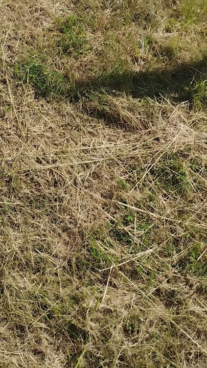 Chemin vert Lourdes-Tarbes