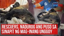 Rescuers, nadurog ang puso sa sinapit ng mag-inang unggoy | GMA Integrated Newsfeed