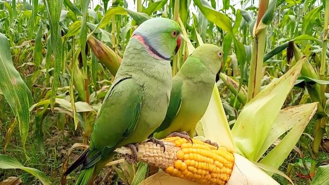 Indian Ringneck Parrot Eating Corn