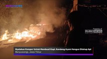 Nyalakan Kompor Untuk Membuat Kopi, Kandang Ayam di Sempu Banyuwangi Hangus Dilahap Api Ini Total Kerugiannya