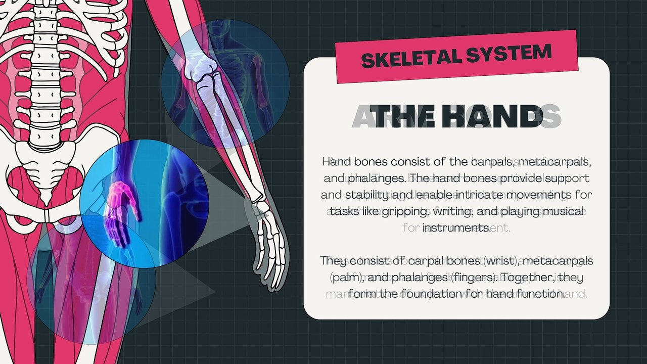 The Human Skeletal System Science Educational Video | Tiny Toons!