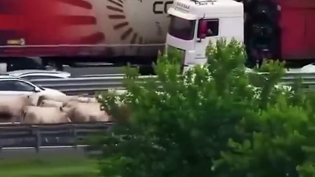 Tir ribaltato in A4, mucche e vitelli in fuga lungo l'autostrada (ora chiusa)