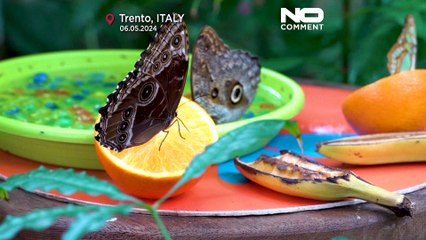 Откройте для себя «Лес бабочек» в Альпах — уникальный заповедник в горной оранжерее 🌸