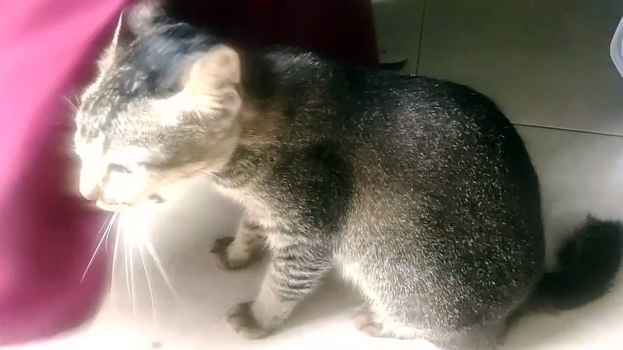 Kucing Abu