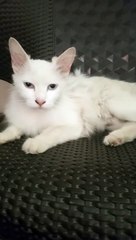 Cat and kitten video #cat#kitten#babycat