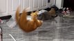 Cat does surprise flip during playfight with pal