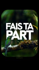 La Stratégie du Colibri : Agir pour soi pour inspirer le changement 🌱