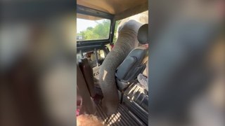 Elephant terrifies tourists - rummaging around looking for a snack in their Jeep