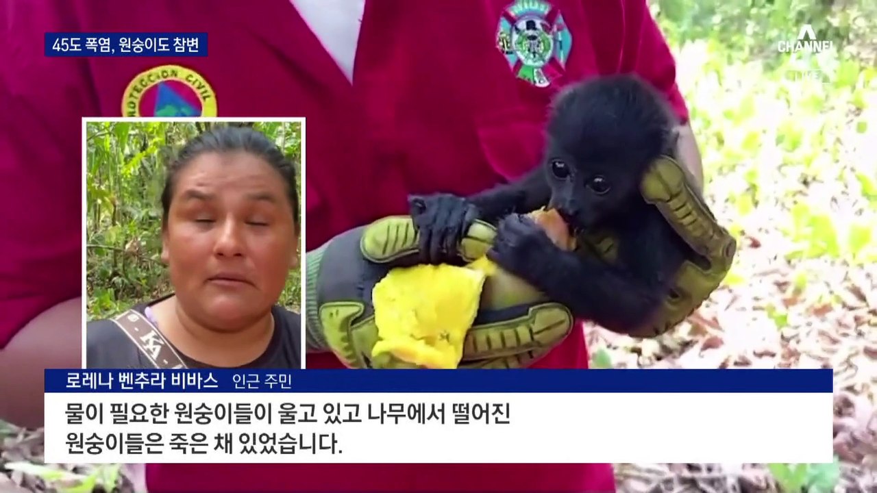 최대 45도 폭염에…원숭이 집단 폐사