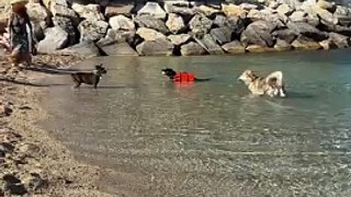 La Ciotat révolutionne le bien-être animal avec sa nouvelle plage canine !