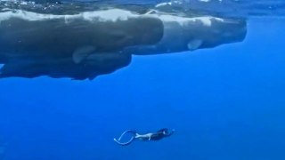 Woman swims alongside sperm whales