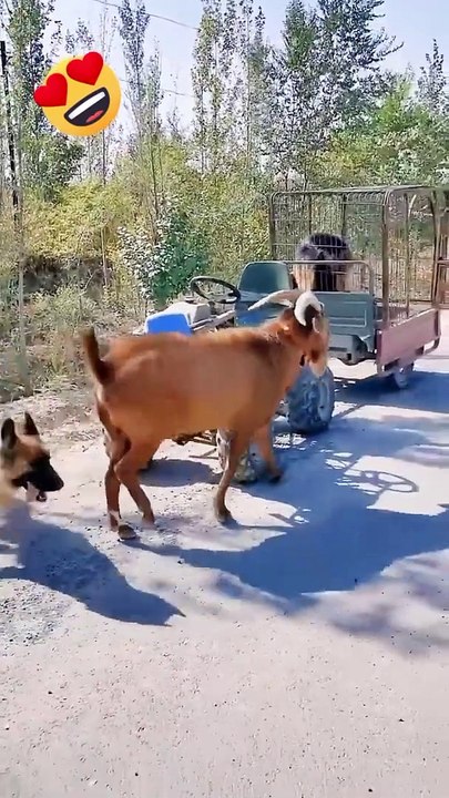 Animals action