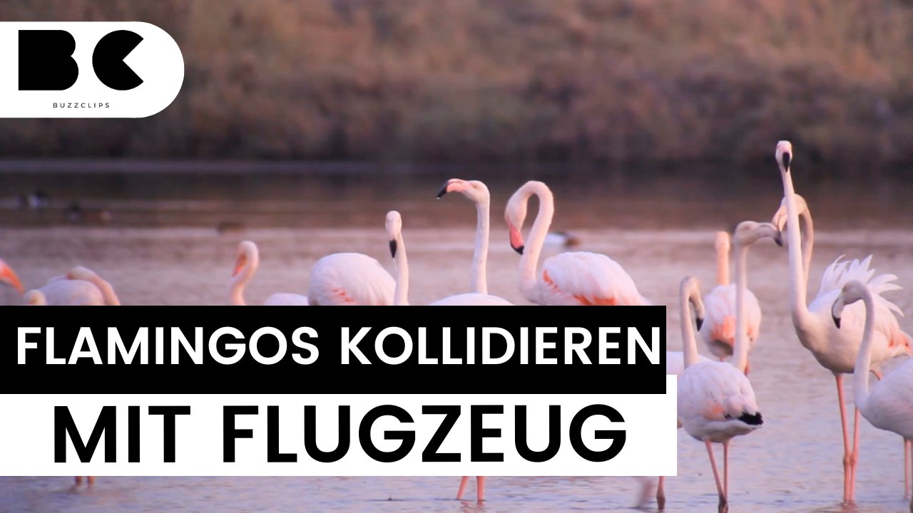 39 Flamingos nach Zusammenprall mit Flugzeug gestorben