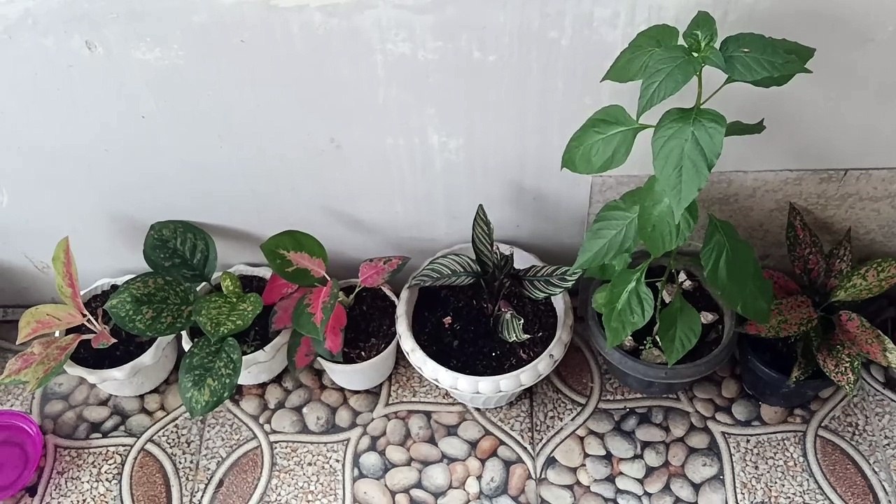bunga kesayangan