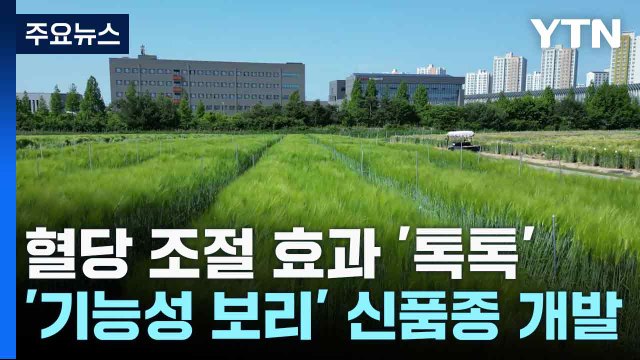 [녹색] 혈당 조절 효과 '톡톡'...'기능성 보리' 신품종 개발 / YTN