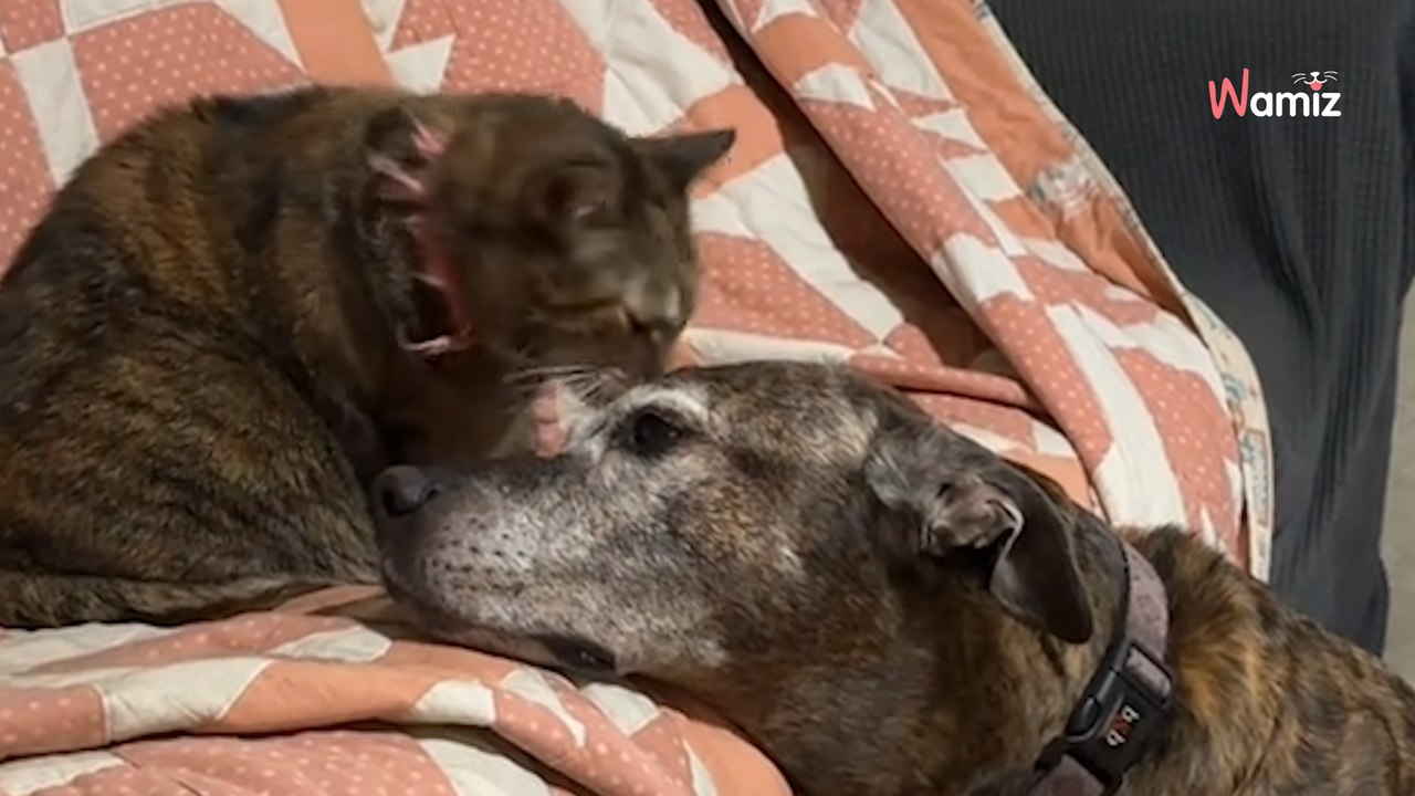Son chien et son chat sont les meilleurs amis du monde : leur rituel du soir va vous faire craquer