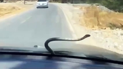Urfa'da seyir halinde olan aracın ön camında yılan görüldü!