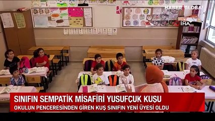 Kitaplıkta yuva kurdu: Sınıfın sempatik misafiri yusufçuk kuşu