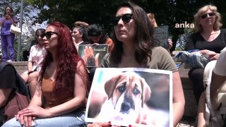 Yaşam savunucuları sokakta yaşayan köpeklerin yaşam hakkı için birçok kentte toplandı