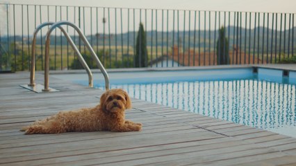Should You Bring Your Pets on Vacation? 🐾 Find Out if Pet-Friendly Holidays Are Right for You