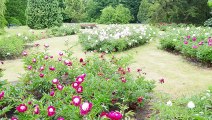 Ogród botaniczny w Łodzi - Piwonie