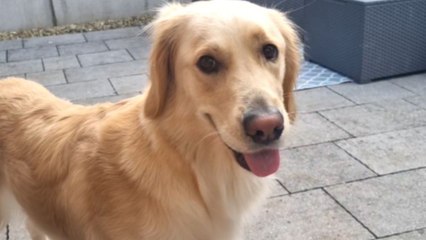 Dog's irresistible urgency for her Sunday treats is heart-meltingly ADORABLE!