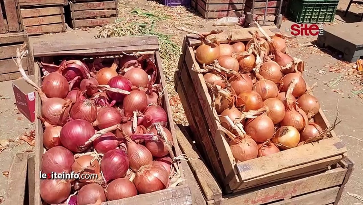 البيضاء.. مسؤول بسوق الجملة يكشف أسباب ارتفاع أسعار الخضر ويصرح_ الأثمنة  مناسبة وخاص حملات للمراقبة