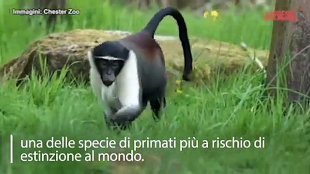 Allo zoo di Chester nel Regno Unito arriva una famiglia di scimmie roloway, rara specie a rischio estinzione